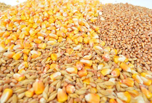 Cereales en grano y harina
